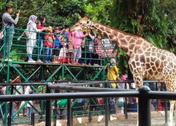 Keringanan Pajak untuk Kebun Binatang Cegah Hewan Kelaparan