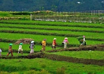 Pemerintah Turunkan PPN Hasil Pertanian Jadi 1 Persen