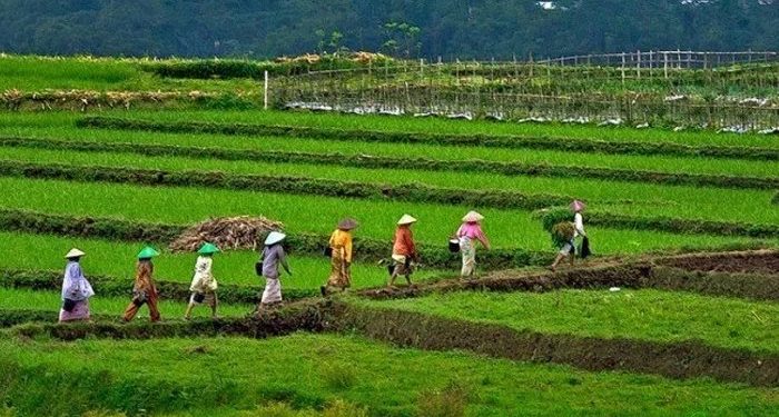 Pemerintah Turunkan PPN Hasil Pertanian Jadi 1 Persen